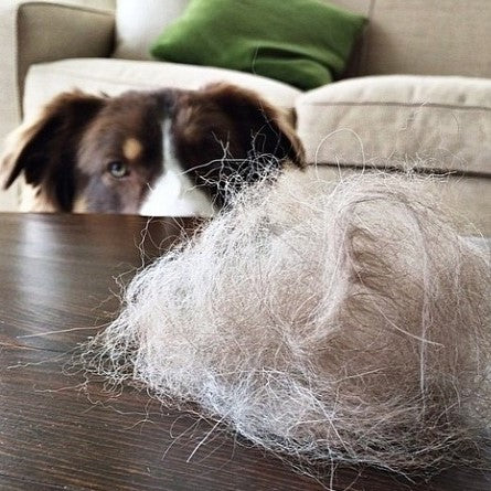 Homeclean Pet Hair Remover